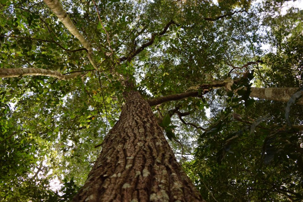 Reservas ambientais criadas com apoio do MP protegem mais de mil hectares de patrimônio natural
